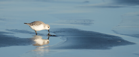 Sanderling Shorebird Forages Along Washington Beach at Sunrise
