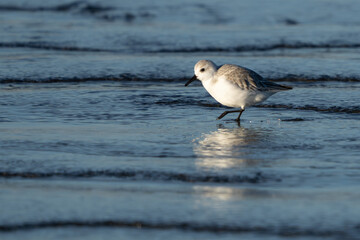 Sanderling Shorebird Forages Along Washington Beach at Sunrise