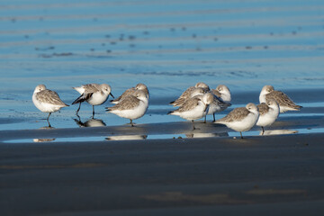 Sanderling Shorebirds Rest Along Washington Beach at Sunrise