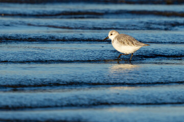 Sanderling Shorebird Forages Along Washington Beach at Sunrise