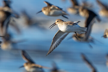 Flock of Dunlin Shorebirds Fly Along Washington Beach at Sunrise