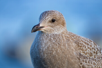 Head Portrait of Immature Western Gull