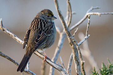 Handsome Golden-Crowned Sparrow at Sunset