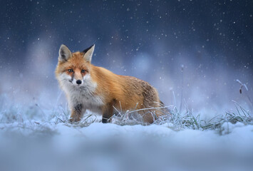 Fox ( Vulpes vulpes ) in winter scenery - obrazy, fototapety, plakaty