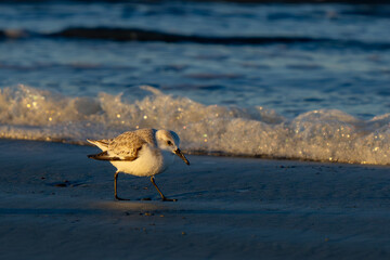 Sanderling Shorebird Forages Along Washington Beach at Sunrise