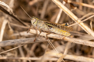 Marsh meadow grasshopper on dry grass