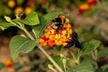 Violet carpenter bee and bumble bee on lantana flower.