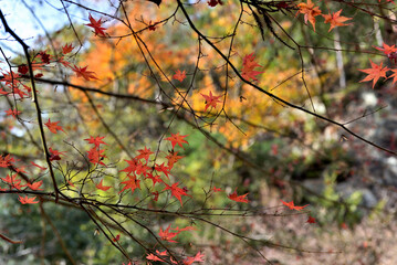 兵庫県・晩秋のなか、やちよの森公園竹谷山渓谷