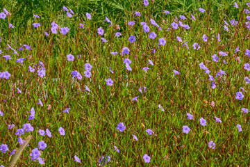 Motley grasses in bloom. Nature background. - 687815323