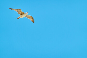 Seagull in flight. - 687815544