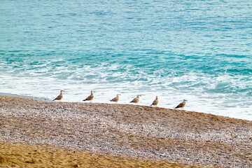 Seagulls on the ocean coast. - 687815589