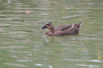 Swans and ducks playing in a pond at a resort in Southern Vietnam. 