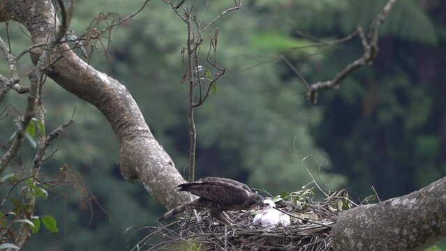 a wild javan hawk eagle is hhugging its baby tighly in the nest