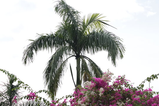 flowers trees and bushes in a garden including banana and lotus 