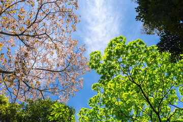 見上げた桜と新緑と青空20210411