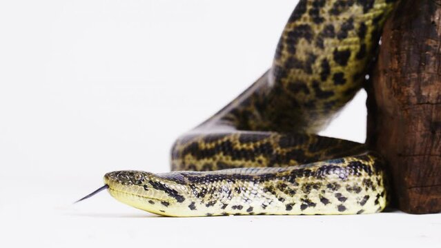 Yellow anaconda negative space on white background