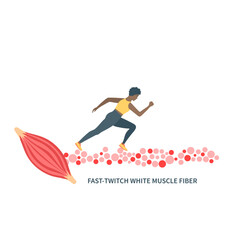 Human skeletal muscle fiber types. Fast twitch white muscular tissue structure typical for sprinters. Sport and health concept. Medical vector illustration.