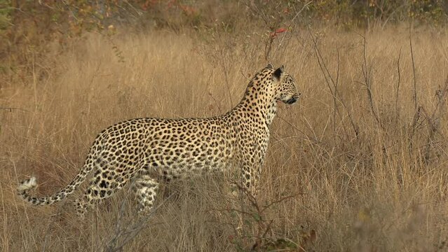 A leopard watches from a distance before exiting right to investigate