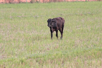 Cow located in a field or farm in Vietnam on a sunny day