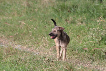 wild dogs roaming on a farm in the countryside in Vietnam