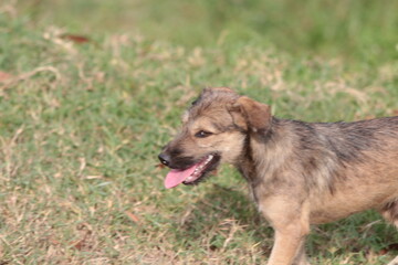 wild dogs roaming on a farm in the countryside in Vietnam