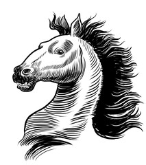 Wild horse head. Hand-drawn black and white illustration © berdsigns