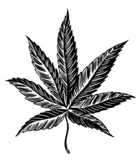 Cannabis leaf. Hand-drawn black and white illustration