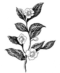 Tea plant. Hand-drawn black and white illustration