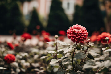 Close-up of a garden flower in a flowerbed