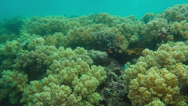 coral garden underwater footage