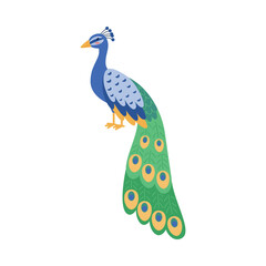 Beautiful peacock with put down amazing tail, bird with ornamental feathers, decorative plumage vector isolated peafowl