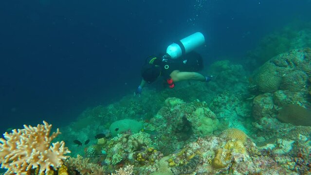 scuba diver in a coral reef