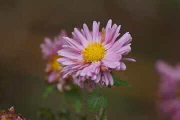 Fototapeta premium September flower on a city street