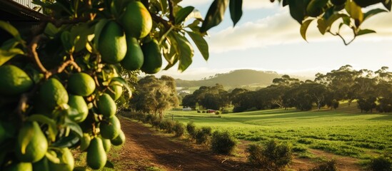 Avocado farm in Western Australia, with organic practices.