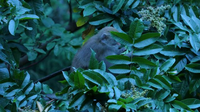 Taiwan macaque endemic primate from taiwan
