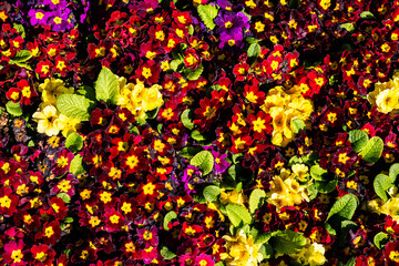 Mixed colorful flower bed background. Vibrant colors of flowers