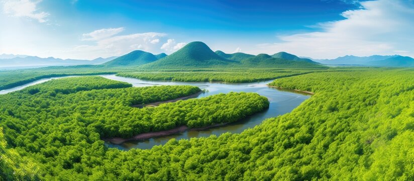Beautiful mangrove scenery and top view from Khao Jom Pa, Trang, on limestone mountain with distant trees and mangrove forest.