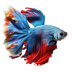 Create very realistic a Betta fish classic colors palettern