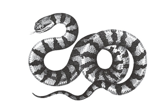 Surinam Snake. Doodle sketch. Vintage vector illustration.