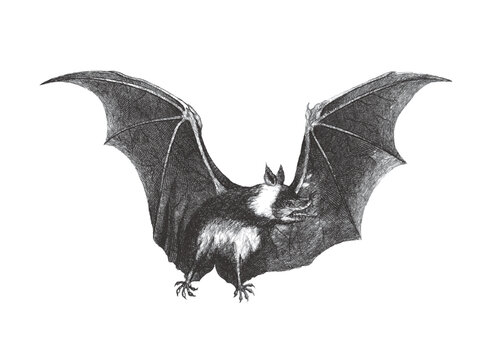 Vampire bat (Desmodus rotundus). Doodle sketch. Vintage vector illustration.
