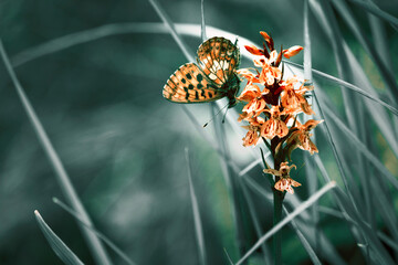 butterfly on flower
