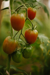 tomatoes on vine