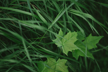 green leaves of a plant
