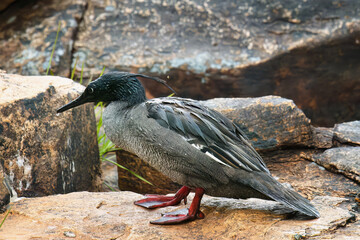 Brazilian merganser (Mergus octosetaceus) on a rock, Serra da Canastra National Park, Minas Gerais, Brazil