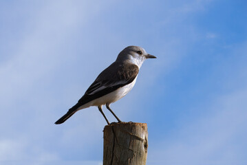 White-rumped Monjita (Xolmis velatus), Serra da Canastra National Park, Minas Gerais, Brazil