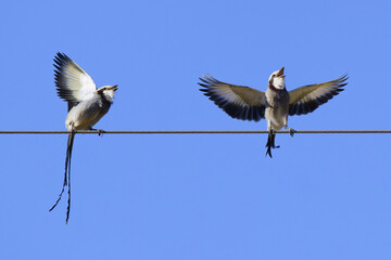 Courtship display of a couple of Streamer-tailed Tyrant (Gubernetes yetapa), Serra da Canastra National Park, Minas Gerais, Brazil