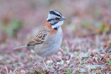 Rufous-collared Sparrow (Zonotrichia capensis), Serra da Canastra National Park, Minas Gerais, Brazil
