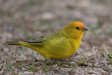 Saffron Finch (Sicalis flaveola), Serra da Canastra National Park, Minas Gerais, Brazil