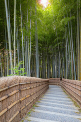 A Bamboo Grove at Adashino Nenbutsuji Temple in Kyoto, Japan