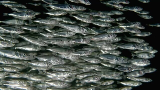 Large School of three spine sticklebacks swimming in the ocean.